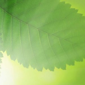 Green Detergents